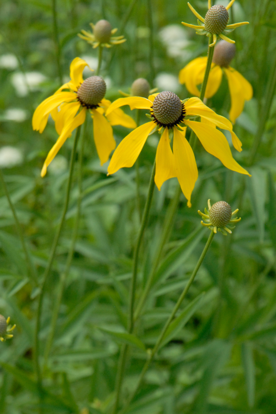 Gray-Headed Prairie Coneflower